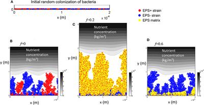 Extracellular Polymeric Substance Production and Aggregated Bacteria Colonization Influence the Competition of Microbes in Biofilms